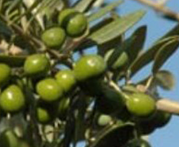 OLIVO5 blogimage